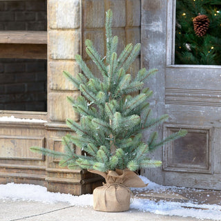 Park Hill Collection36" Burlap Wrapped Blue Spruce Seedling with LED Battery LightsXPQ90690Origins of Home