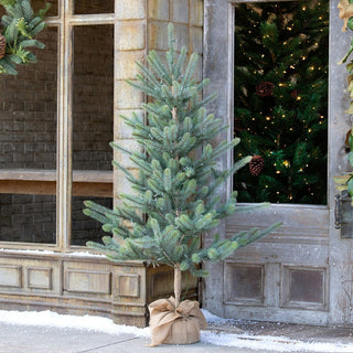 Park Hill Collection60" Burlap Wrapped Blue Spruce Seedling with LED Battery LightsXPQ90689Origins of Home